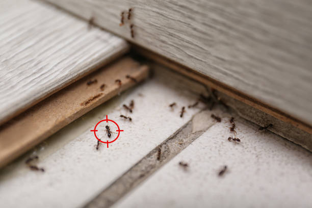 Best Termite Control Services  in Shougal, WA