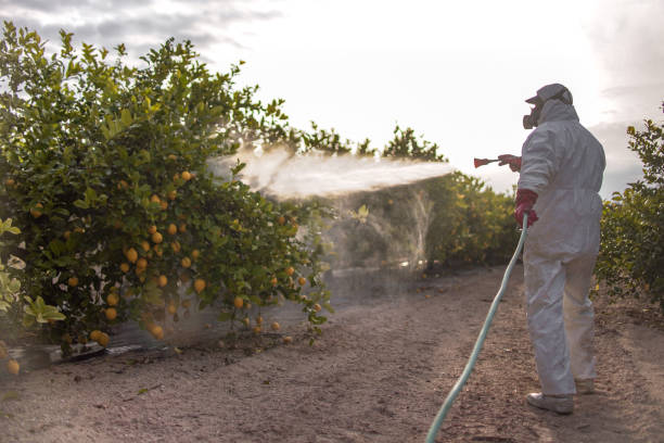 Best Termite Control Services  in Shougal, WA